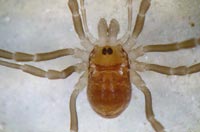 Nemastoma lugubre