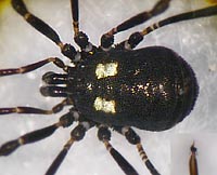 Nemastoma lugubre