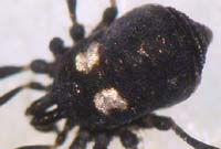 Nemastoma lugubre
