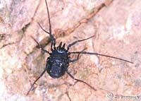 Nemastoma relictum