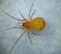Nematogmus sanguinolentus