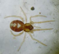 Neottiura bimaculata