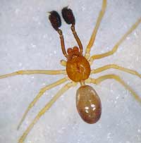 Neottiura bimaculata