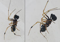 Neottiura suaveolens