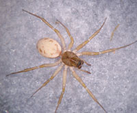 Neriene clathrata -> anklicken zum vergrössern (click to enlarge)