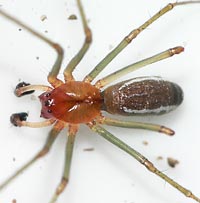 Neriene emphana