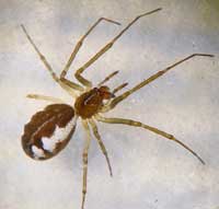 Neriene peltata