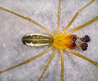 Neriene radiata