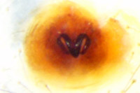 Nesticodes rufipes