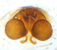 Nesticodes rufipes