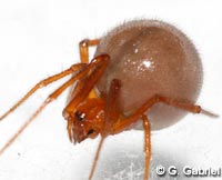 Nesticodes rufipes
