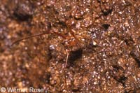 Nesticus cellulanus