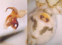 Nesticus cellulanus