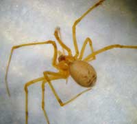 Nesticus cellulanus