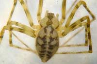 Nesticus cellulanus