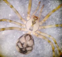 Nesticus cellulanus