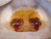 Nesticus cellulanus