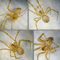 Nesticus cellulanus
