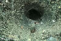 Agelena labyrinthica Netz