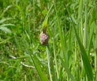 Feenlämpchen Agroeca brunnea