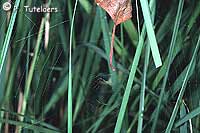 Araneus alsine 