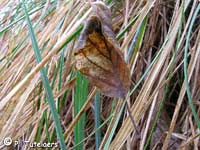 Araneus alsine 