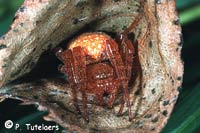 Araneus alsine