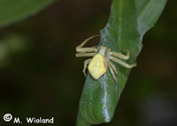 Misumena vatia