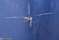 Uloborus walckenaerius