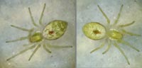 Nigma cf. flavescens
