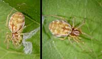 Nigma flavescens