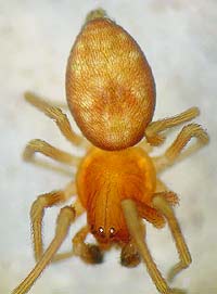 Nigma flavescens