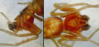 Nigma flavescens