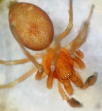 Nigma flavescens