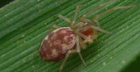 Nigma flavescens