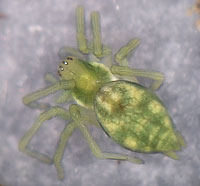 Nigma flavescens