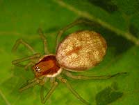 Nigma flavescens