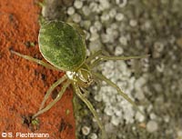 Nigma walckenaeri