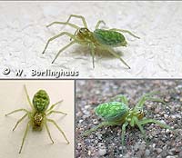 Nigma walckenaeri
