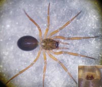 Notioscopus sarcinatus
