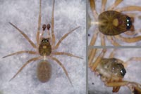 Notioscopus sarcinatus