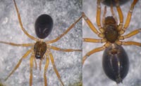 Notioscopus sarcinatus