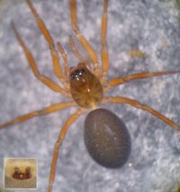 Notioscopus sarcinatus