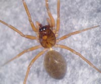 Notioscopus sarcinatus