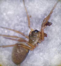 Notioscopus sarcinatus
