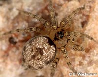 Oecobius navus