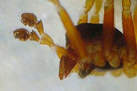 Oedothorax agrestis