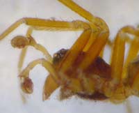 Oedothorax agrestis