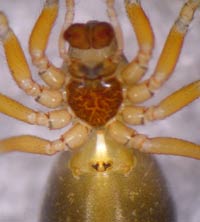 Oedothorax apicatus