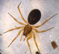 Oedothorax gibbosus